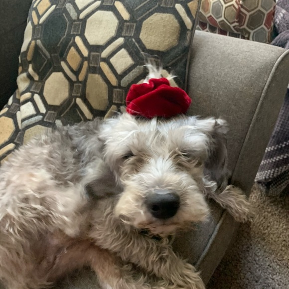 Meet your Posher, Kylie - Picture 5 of 10